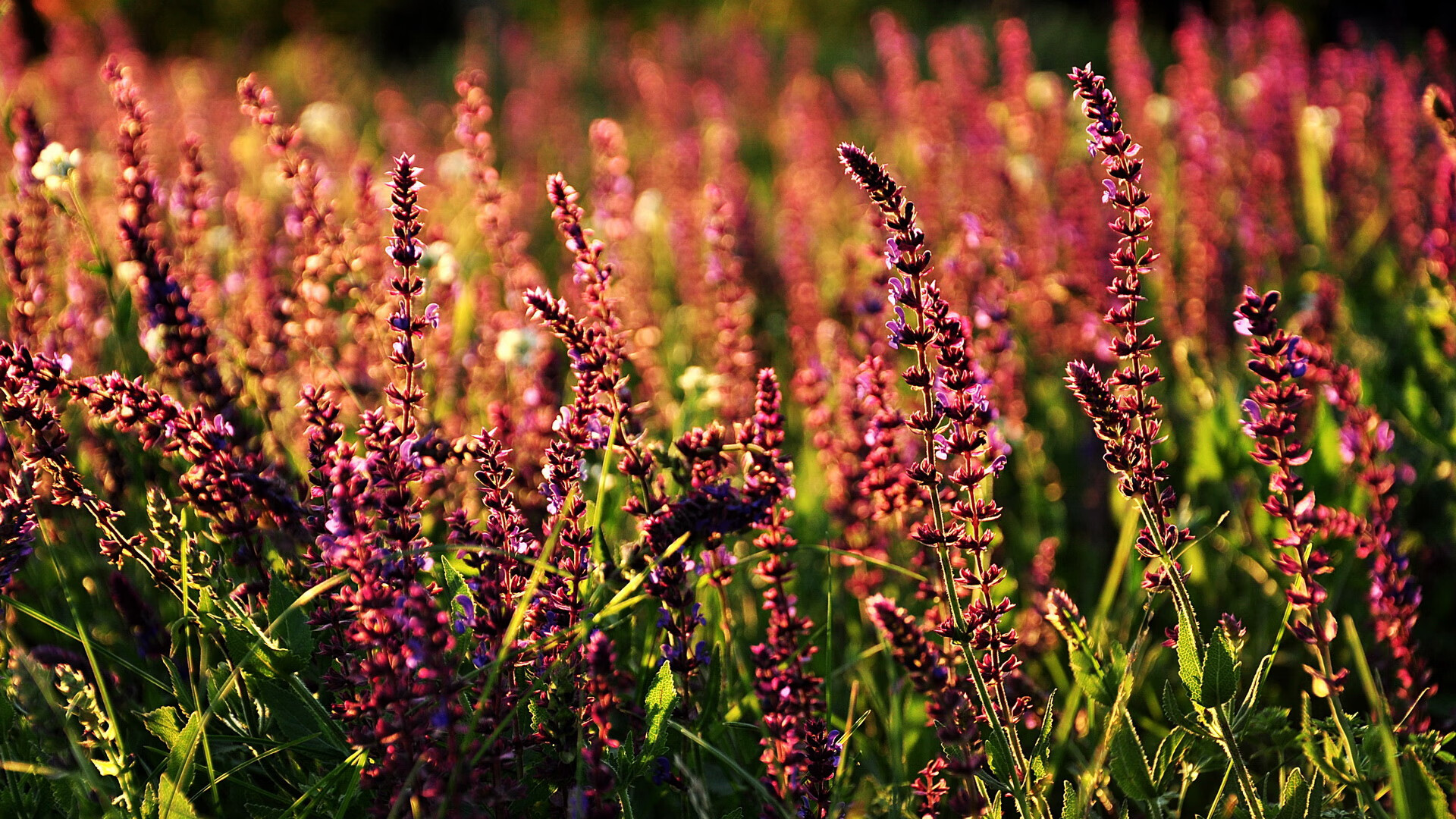 高校体育赛事品牌传播与粉丝经济，体育赛事品牌营销