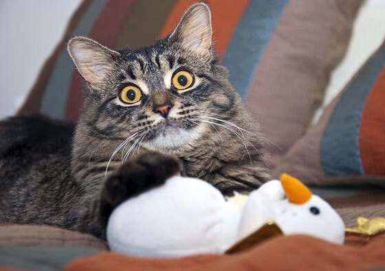 主帅强调全员健康是争冠关键各环节需确保人员状态稳定