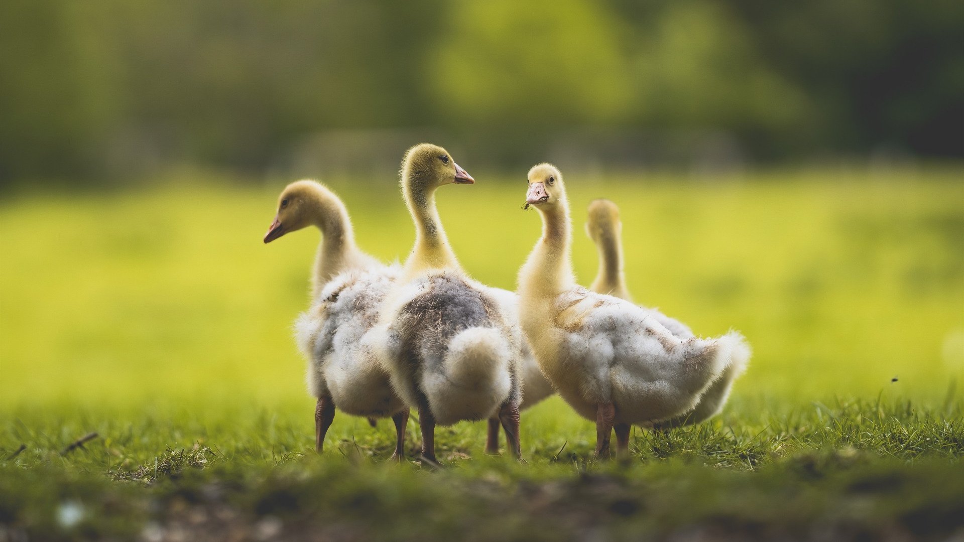 英格兰女子橄榄球队迅速崛起吸引全球关注，英式橄榄球女运动员